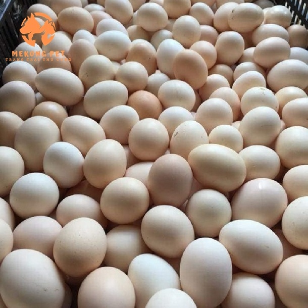 Trứng gà ai cập trắng, mang lại hiệu suất cao cho ngành nuôi gà siêu trứng